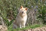 CHIEN FINNOIS DE LAPONIE 401